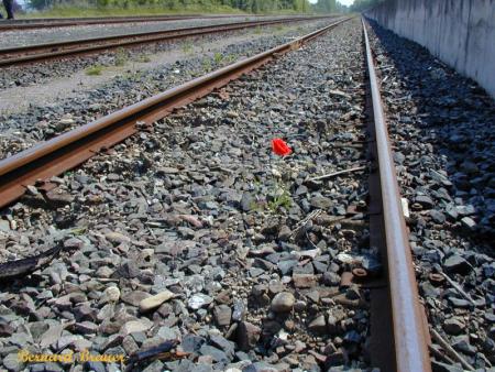 Coquelicot
